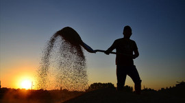 Üreticinin geleceği tehlikede: Bir hasatlık destek istiyoruz!