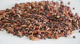 Deprem bölgesine tohum destekleri yüzde 100 artırıldı