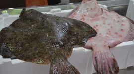 Karadeniz’de kalkan bolluğu: Kilosu 600 liradan satılıyor