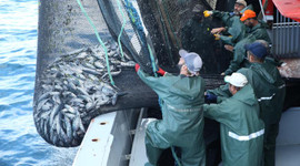 Balıkçılar bu sezon 'palamudu' bol 'hamsiyi' az buldu