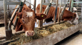 Sözleşmeli besicilik aile işletmeciliğinin gelişimine katkı sağlayacak