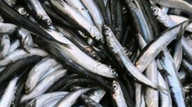 Balık fiyatları düştü