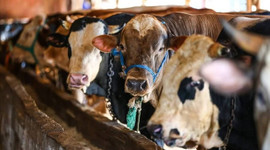 Kurbanlık fiyatlarında büyük artış