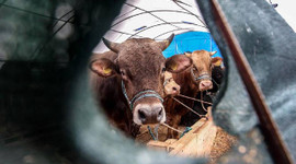 Kurbanlıklara 69,3 milyar lira ödenecek