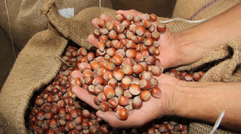 Fındıkta fiyatı “kur” belirleyecek