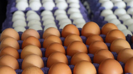 Bakanlıktan Tayvan'a ihraç edilen yumurtalarla ilgili inceleme