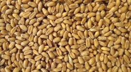 Buğday üretiminde rekor kırıldı