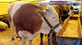 İşte il il kurbanlık fiyatları