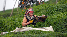 Çay üreticilerine alım ödemeleri yarın yapılacak