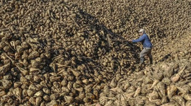 Şeker pancarında nakliye krizi