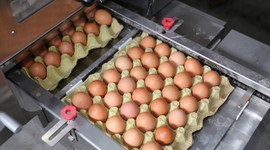 Yumurta üreticisi 12 firmaya “kartel” cezası istemi