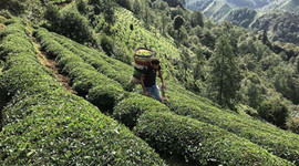 Çay üreticilerine 1 milyar 763 milyon liralık destek ödemesi