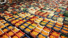 Rusya’ya narenciye ihracatında rekabet kızışıyor