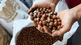 Fındık ihracatı geliri geçen yılı aştı