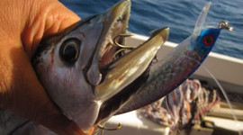 Fiyatını 3'e katladı