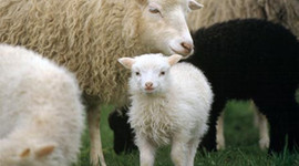 Hayvancılığa 'sıfır faiz' dopingi!