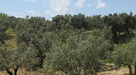 Yabancılar 6 milyon m2'yi kapattı!