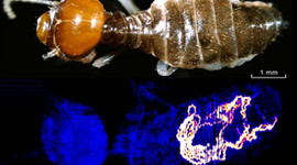 Altın avcısı karıncalar bulundu!