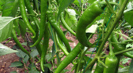 Biber tane ile satılmaya başlandı