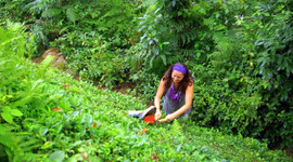 Çaykur binlerce işçi alacak!