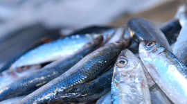 Palamut güldürdü, hamsi üzdü