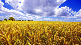 Söke Un'u İngilizler satın aldı