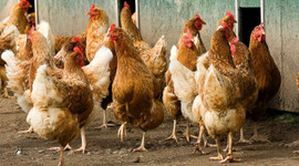 Kanatlı sektöründe ILT korkusu