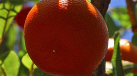 Meyve suyuna meyve yetmiyor