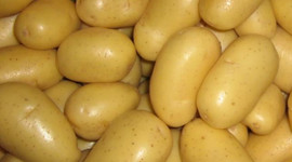 Patatesteki yüksek fiyat üretime yansıyacak