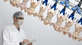 Piliç'in Şeker'i neden eridi?