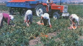 Çiftçilere ek ödeme yarın yapılacak!