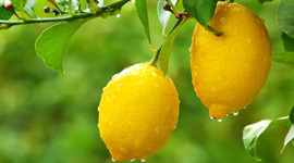 Limon fiyatlarında artış devam ediyor