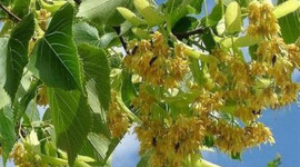 Ihlamur yüzde 250 zamlandı