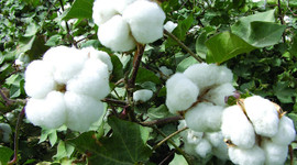 Pamuk fiyatları hasat dönemine göre arttı