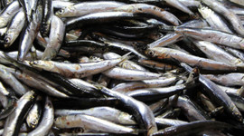 Karadeniz’de 50 kuruş, İstanbul’da 10 lira !