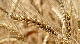 Tarım destekleri yüzde 20 arttı