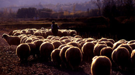 100 bin çoban açığı için Suriyeli aranıyor