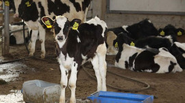 Çiftçiye 1 milyar TL destek geliyor