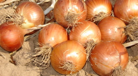 Şubatta en fazla kuru soğanın fiyatı arttı