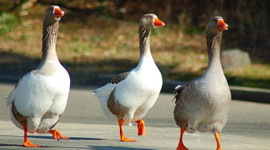 'Kaz eti' altınla yarışıyor