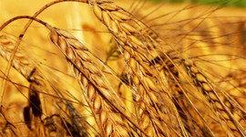 Buğday taban fiyatı açıklandı