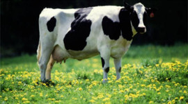 Canlı hayvan fiyatları açıklandı