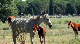 Türkiye at spermi ihraç ediyor