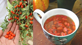 Goji berry faydaları nelerdir, goji berry nedir? Kurt üzümü mucizesi!