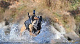 Köpeklere özel Google Glass