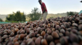 FİSKOBİRLİK fındık fiyatını 14 liraya yükseltti