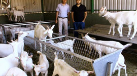 Saanen keçileri yılda 1 ton süt veriyor
