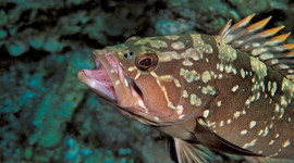 Tutanda, satanda, alanda, yiyende yandı!