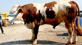 Satılamayan kurbanlıkları ESK alacak