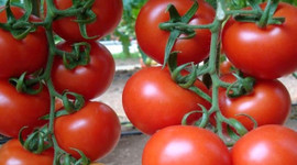 Fazla üretim domatese "taban" yaptırdı